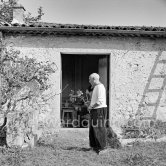 Pablo Picasso working in his sculpture studio Le Fournas making a sculpture figure with odds and ends from his scrap heap. Here he is collecting a branch to ad to the sculpture. The branch was later replaced by a key. The finished sculpture got the name "La femme à la clé (La Taulière)" ("Woman with a key"). Le Fournas, Vallauris 1953. - Photo by Edward Quinn