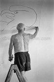 Pablo Picasso working on the "War and Peace study" drawings on the wall of Chapelle de la Paix (or Temple de la Paix) for the documentary film of Luciano Emmer. (The panels of War and Peace of 1952 were away on exhibition). Vallauris 1953. - Photo by Edward Quinn
