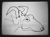 Development of goat painting. "Le mystère Picasso", Nice, Studios de la Victorine 1955. - Photo by Edward Quinn