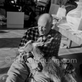Pablo Picasso with the goat Esmeralda at Christmas 1956. She was a Christmas present from Jacqueline. La Californie, Cannes 1956. - Photo by Edward Quinn
