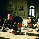 Pablo Picasso with the goat Esmeralda at Christmas 1956. She was a Christmas present from Jacqueline. La Californie, Cannes 1956. - Photo by Edward Quinn