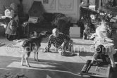 Pablo Picasso with the goat Esmeralda at Christmas 1956. She was a Christmas present from Jacqueline. With Claude Picasso and Jacqueline. La Californie, Cannes 1956. - Photo by Edward Quinn