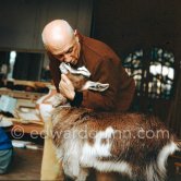Pablo Picasso with the goat Esmeralda at Christmas 1956. She was a Christmas present from Jacqueline. La Californie, Cannes 1956. - Photo by Edward Quinn