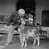 Pablo Picasso with the goat Esmeralda at Christmas 1956. She was a Christmas present from Jacqueline. La Californie, Cannes 1956. - Photo by Edward Quinn