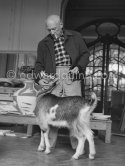 Picasso with the goat Esmeralda at Christmas 1956. She was a Christmas present from Jacqueline. La Californie, Cannes 1956. - Photo by Edward Quinn