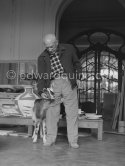 Pablo Picasso with the goat Esmeralda at Christmas 1956. She was a Christmas present from Jacqueline. La Californie, Cannes 1956. - Photo by Edward Quinn