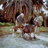Pablo Picasso at Christmas with Esmeralda, the goat he received from Jacqueline. La Californie, Cannes 1956. - Photo by Edward Quinn