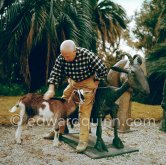 Pablo Picasso at Christmas with Esmeralda, the goat he received from Jacqueline. La Californie, Cannes 1956. - Photo by Edward Quinn