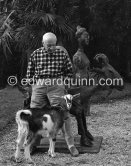 Picasso with the goat Esmeralda at Christmas 1956. She was a Christmas present from Jacqueline. Sculptures in the garden of La Californie, Cannes 1956. - Photo by Edward Quinn
