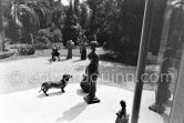 Dachshund Lump and sculptures by Pablo Picasso in the garden of La Californie. Cannes 1957. - Photo by Edward Quinn