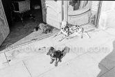 Dachshund Ma Jolie, Dalmatian Perro and Dachshund Lump. La Californie, Cannes 1961. - Photo by Edward Quinn