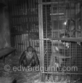 Prince Rainier feeding (or giving medication?) 3-year-old chimpanzee Tanagra at his wintering grounds inside a greenhouse at the palace. During summertime, the ape lived outdoors. Monaco-Ville 1954. - Photo by Edward Quinn