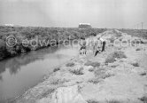 Camargue: Boys fishing near Saintes-Maries-de-la-Mer in 1953. - Photo by Edward Quinn