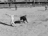 Camargue: "course camarguaise". This is a bloodless bullfight  in which the objective is to snatch a rosette from the head of a young bull. Arènes des Saintes-Maries-de-la-Mer in 1953. - Photo by Edward Quinn