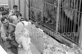 A large lion cub was one 'of the more exotic guests invited by Mike Todd to the gala supper he hosted following the screening of "Around the World in 80 Days". Cannes 1957. - Photo by Edward Quinn